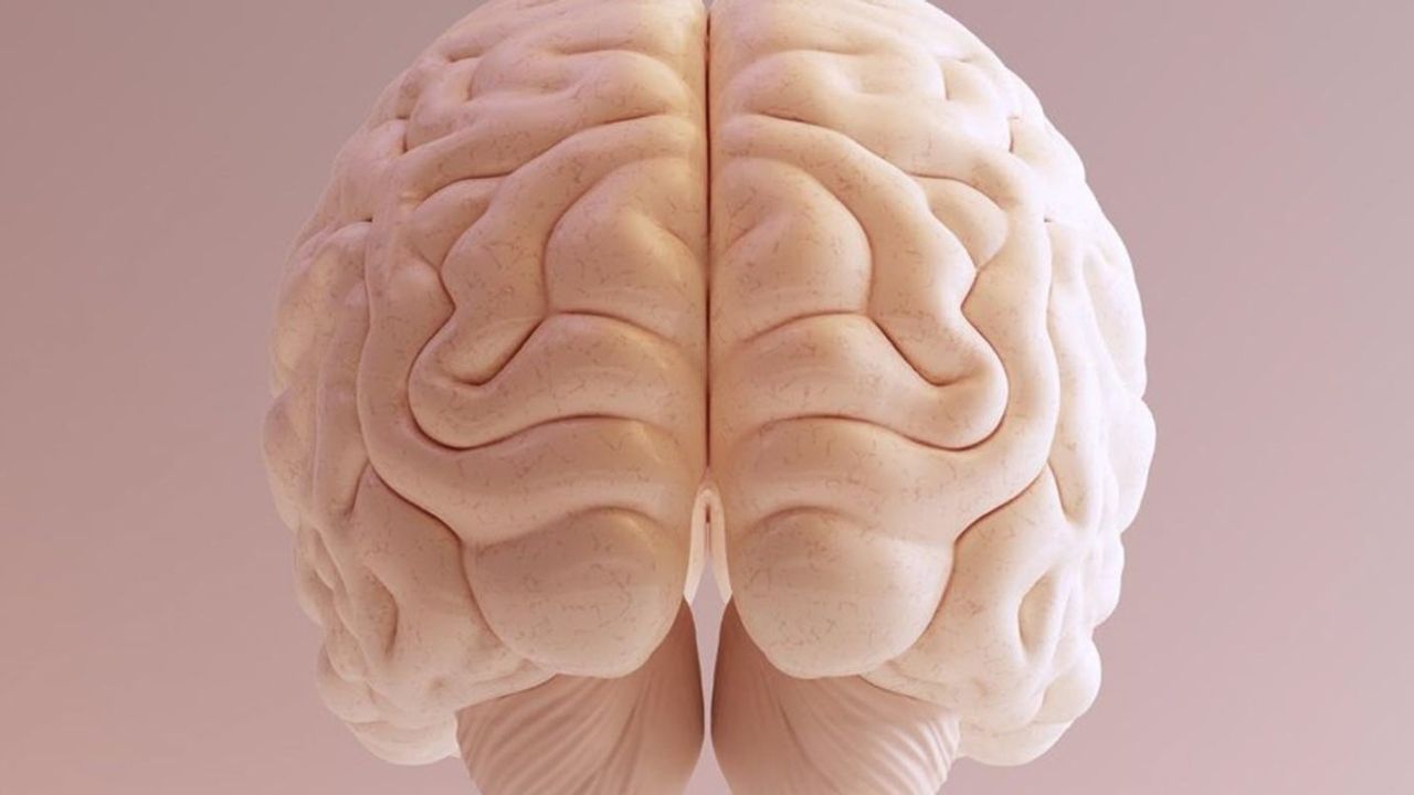 Bilim insanları ilk kez işlevsel insan beyni dokusunu 3D yazıcıyla üretti: Alzheimer ve nörolojik hastalıklar için büyük umut