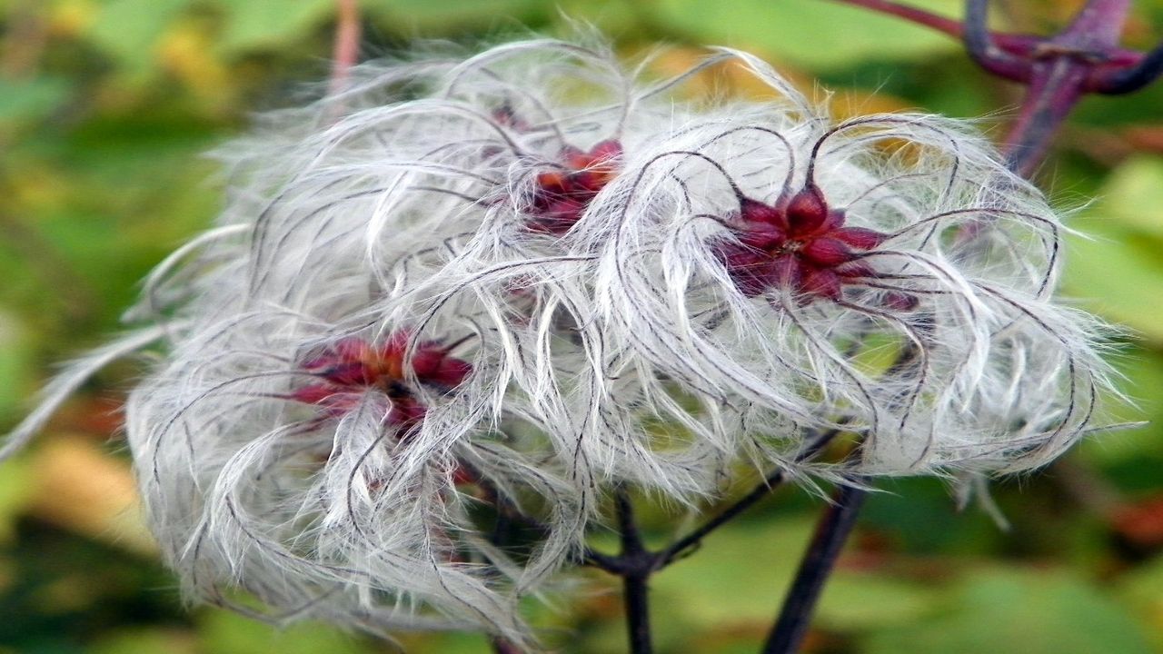 Bütün ilaçları çöpe atın, 1000 yıllık İbn-i Sina reçetesiyle vücudunuzu onarın! Bu 3 bitki hastalık yüzü gördürmüyor