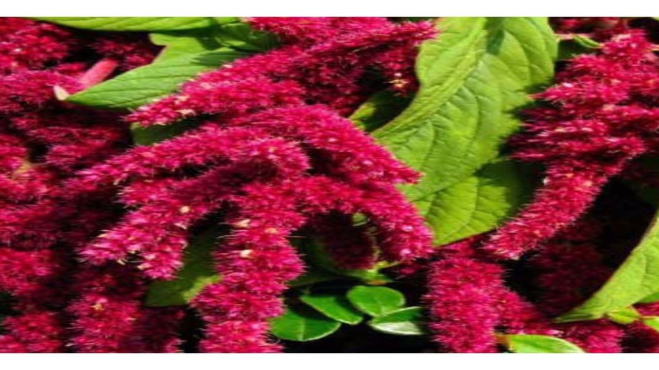 Çayıyla kilo verin, kremiyle cildinizi yenileyin, otuyla böbrek taşından kurtulun! Tilki otu nedir, nerede bulunur, nasıl yetiştirilir?