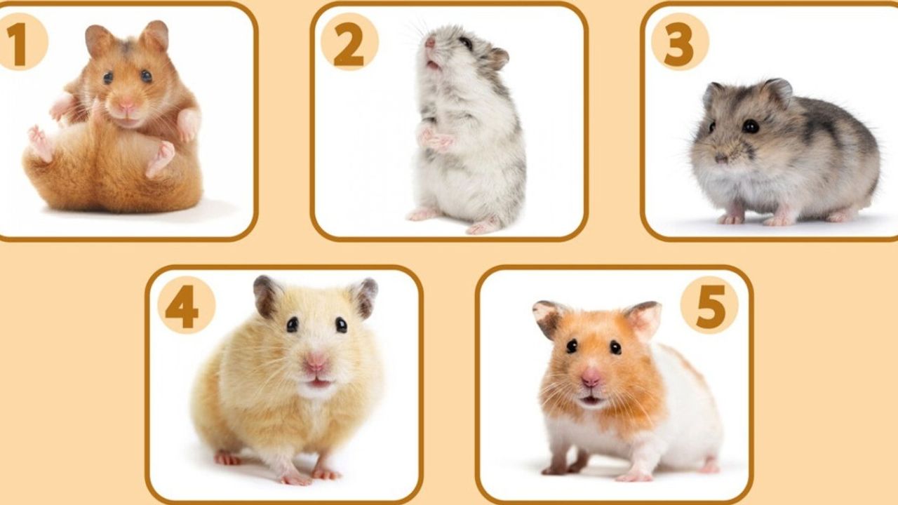 Kişilik Testi: Seçtiğiniz Hamster Sizi Anlatıyor! Karakteriniz Hakkında Şaşırtıcı Gerçekler