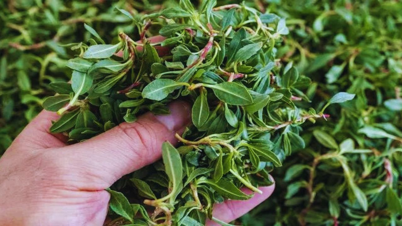 Sağlık Bakanlığı’ndan tarihi karar: Madımak otu artık tıbbi bitki listesinde! Bu ot hastalıklara son veriyor