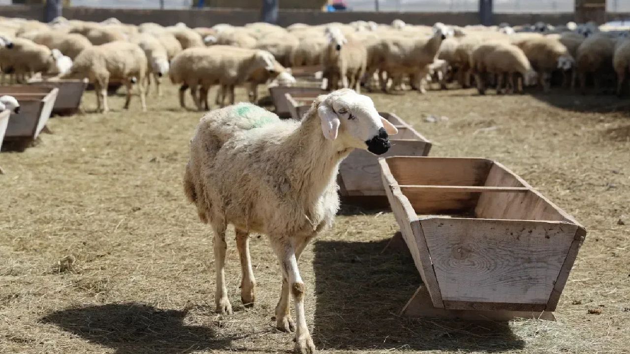 42 bin TL maaşa ek ev ve karavan veriliyor! Bu işi yapacak işçi bulunamıyor