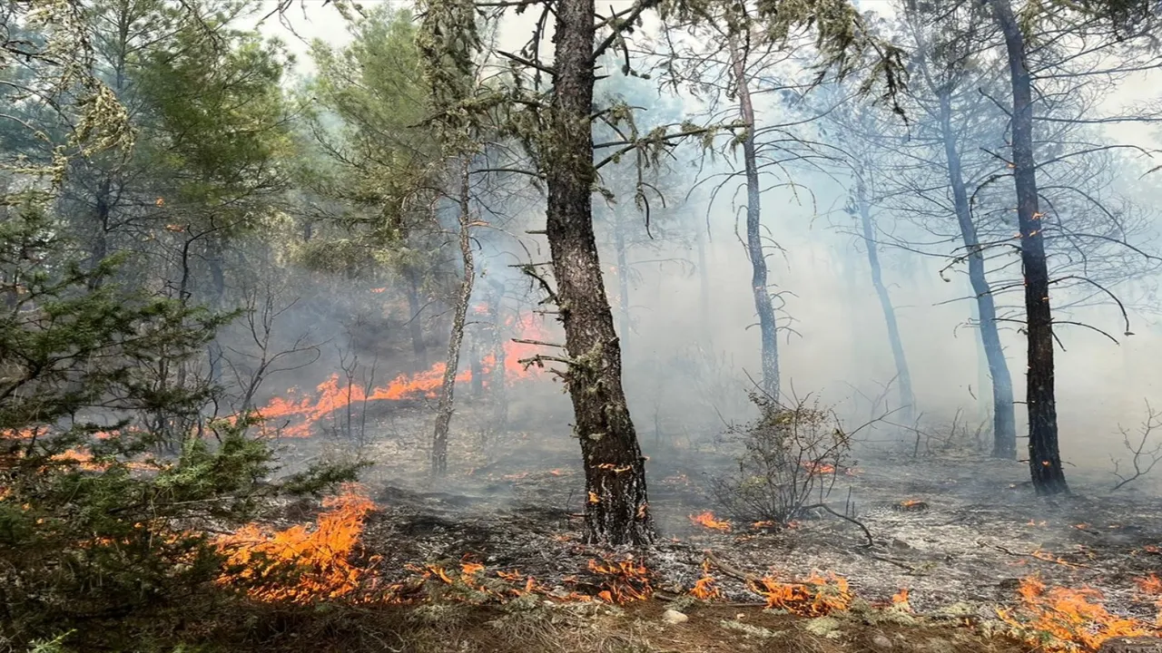 Sinop’ta 5 hektarlık orman alanı zarar gördü