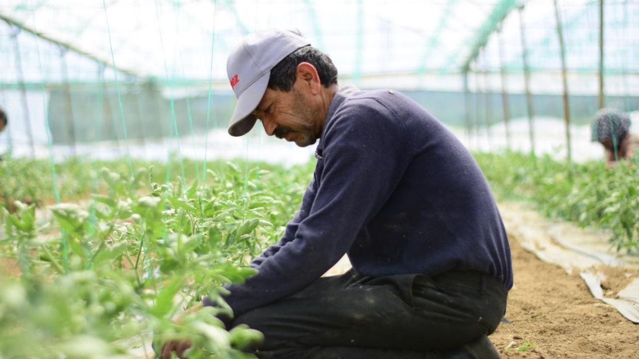 Tarım ve Orman Bakanlığı, çiftçilere 72 milyon 554 bin lira tarımsal destekleme ödemesi yapacak