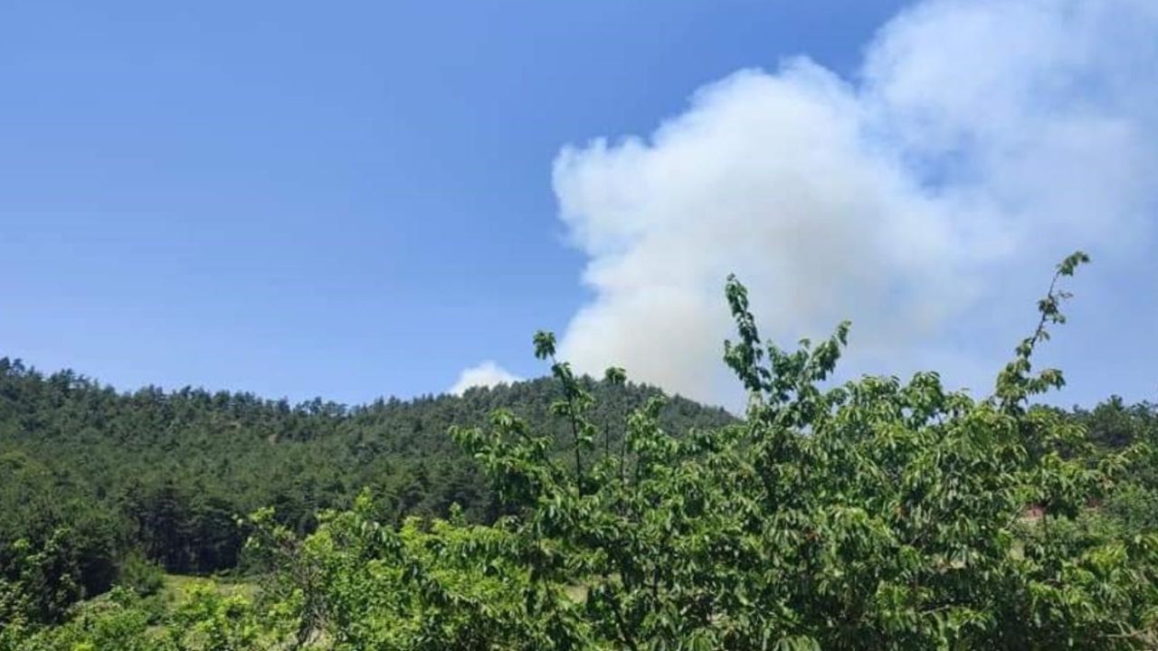 Balıkesir'de çıkan orman yangınında son durum