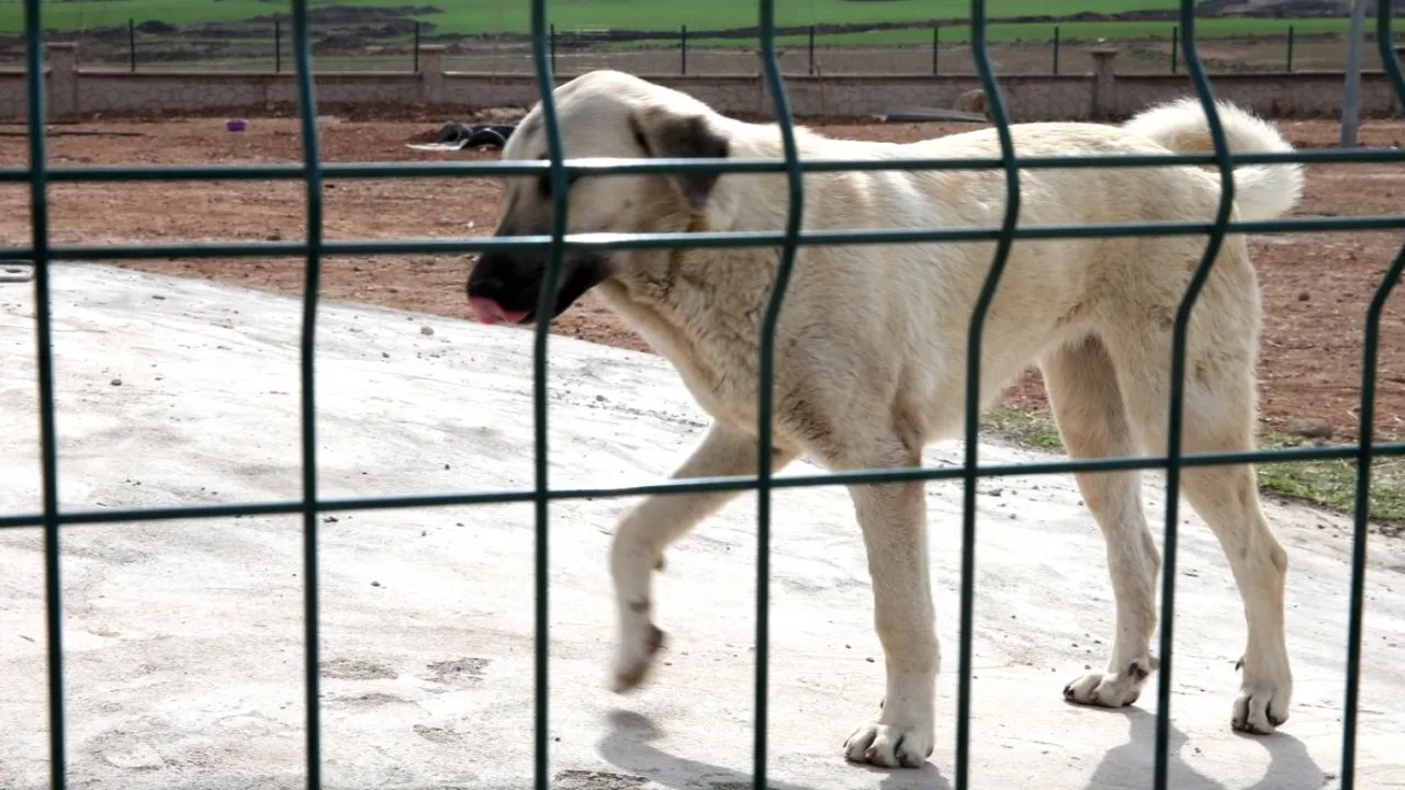 DSÖ: Kuduz vakalarının yüzde 99'u köpeklerden bulaşıyor, aşılamanın önemi büyük