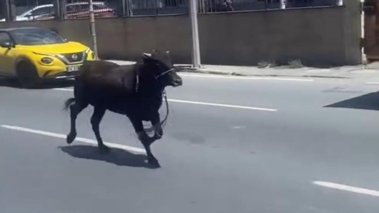 Kağıthane'den Sarıyer'e kaçan kurbanlık dana İstanbul trafiğini karıştırdı! O anlar kamerada