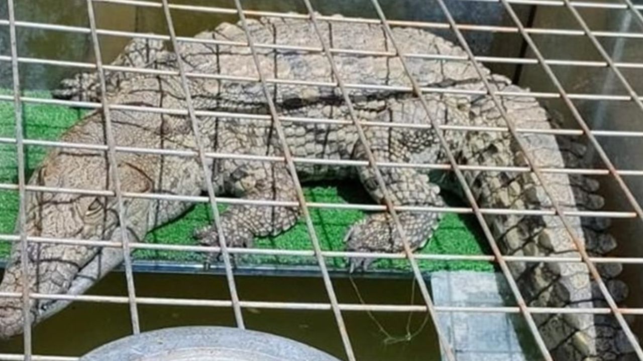 Kartal'da evinde timsah besleyen şahıs polisler tarafından yakalandı!