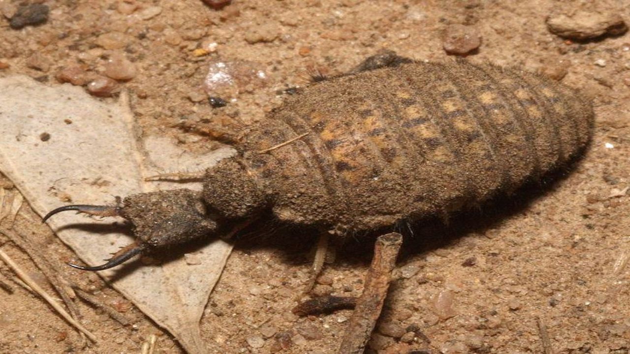 Kemer'de yabancı uyruklu böcek avcısına 387 bin lira ceza!