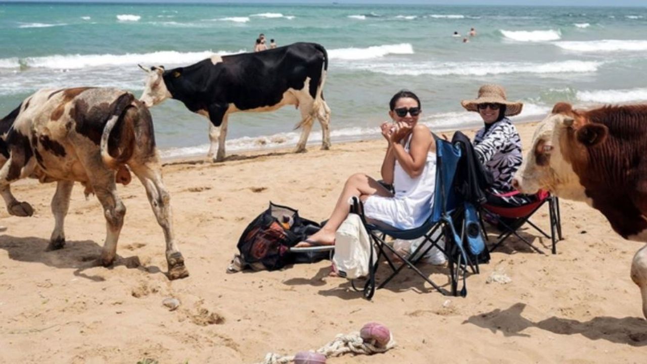 Kilyos'ta ineklerin sahile inmesi şaşkınlık yarattı!