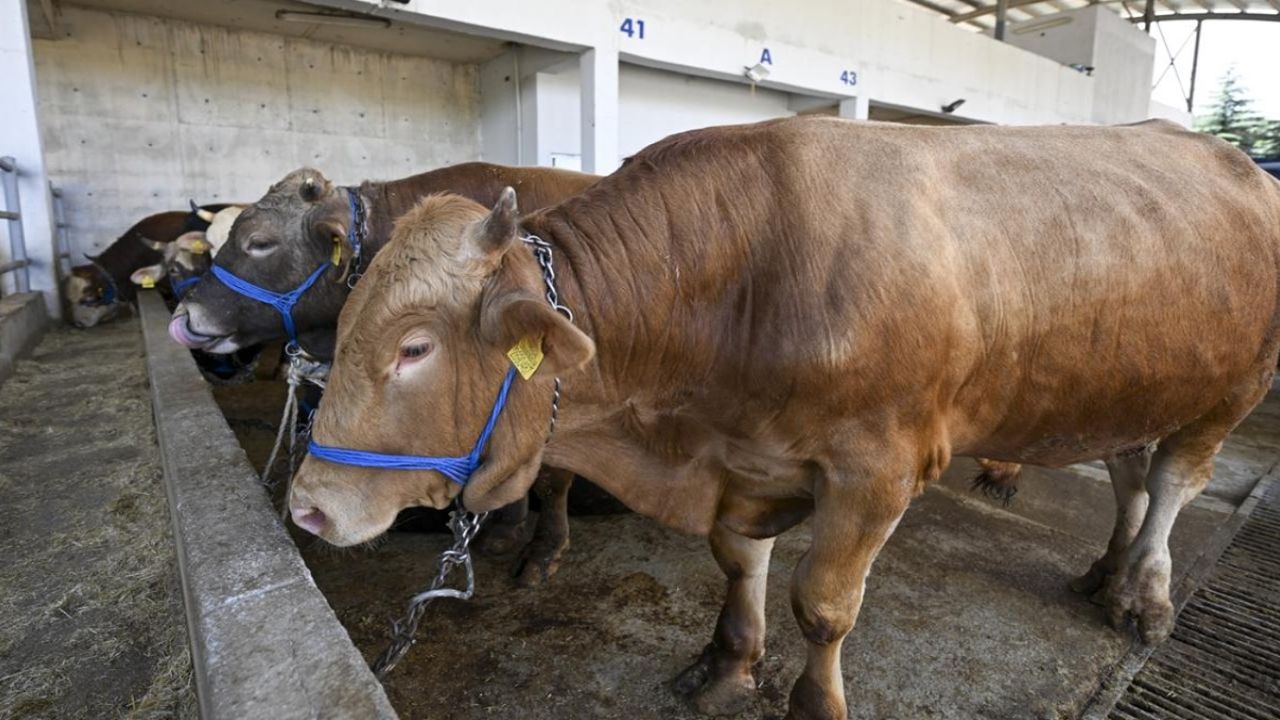 Umuma açık alanlarda kurban kesimine para cezası! Bakanlık yeni tedbirleri açıkladı