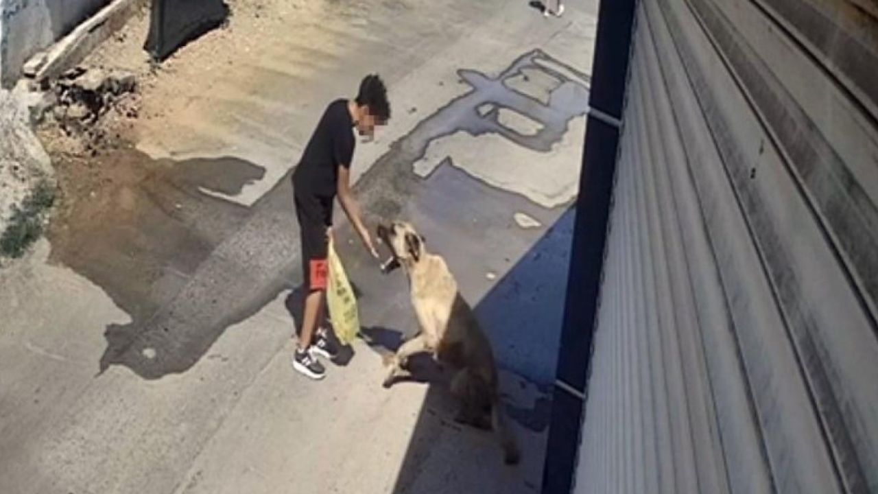 Antalya'da sokak köpeği kendini besleyen çocuğa saldırdı! Olay anı kamerada