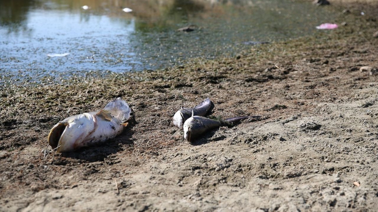 Edirne'de Göletteki Kuraklık Balık Ölümlerine Neden Oldu