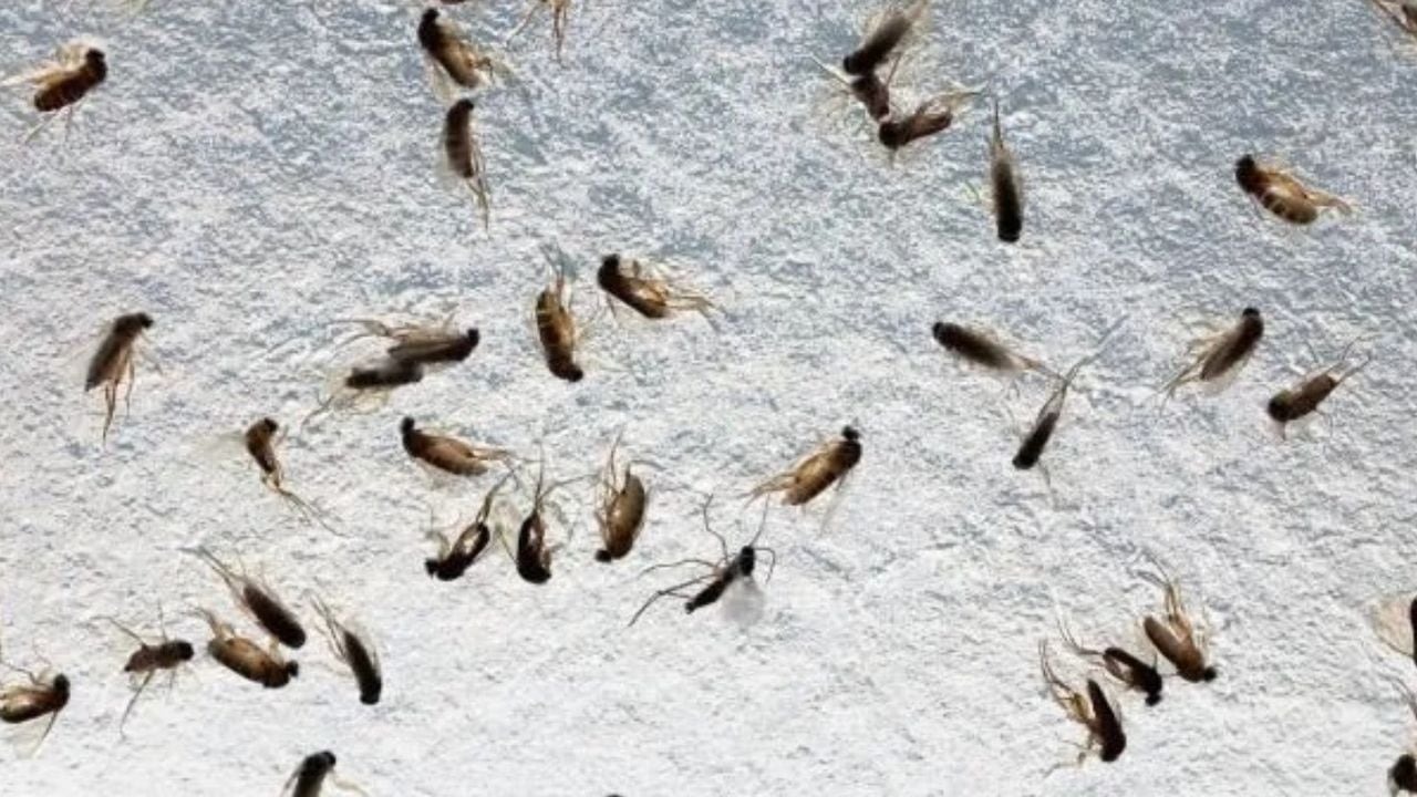 Evdeki küçük sineklerden kurtulmanın basit yolu! İlaç kullanmadan yok olup gidecekler