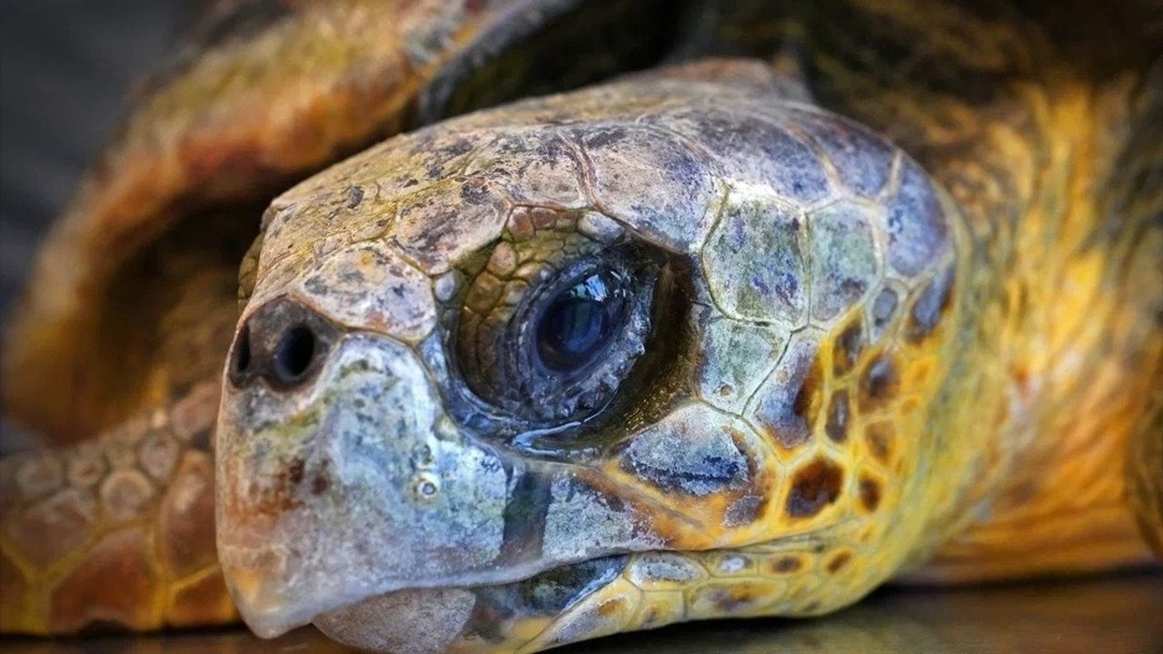 İzmir'de Kıyıya Vuran Caretta Caretta'nın Tedavisi Başladı