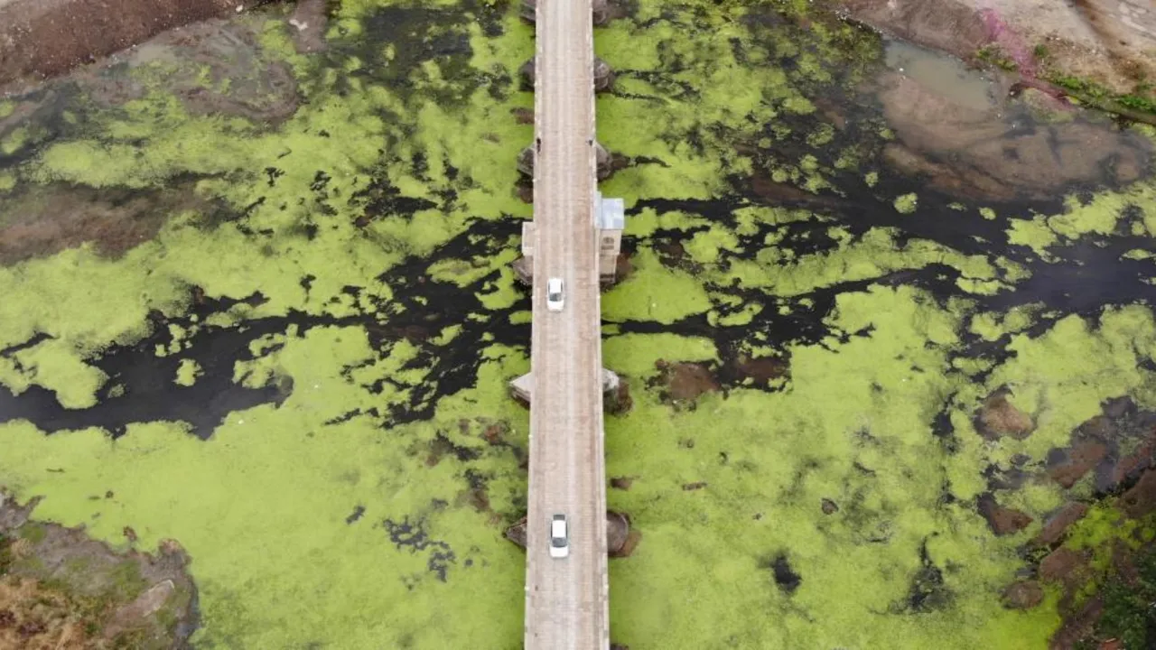  Kuraklık ve kirlilik Tunca Nehri'ni yeşile döndürdü!