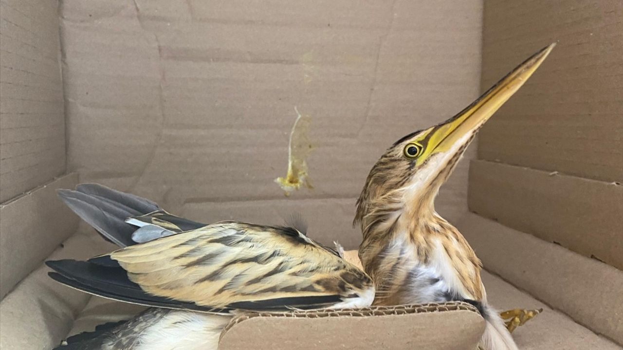 Amasya'da Yaralı Balaban Kuşu Koruma Altına Alındı