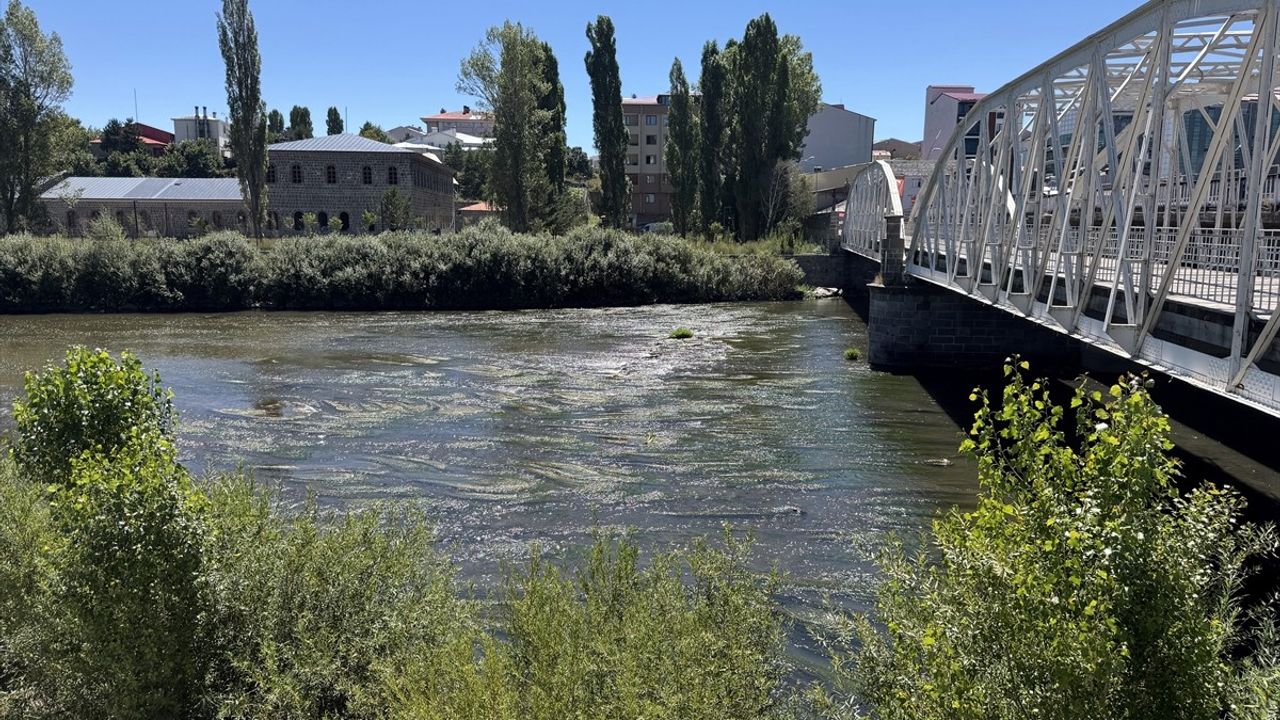 Ardahan'daki Kura Nehri'nde Yosun Oluşumu Artıyor