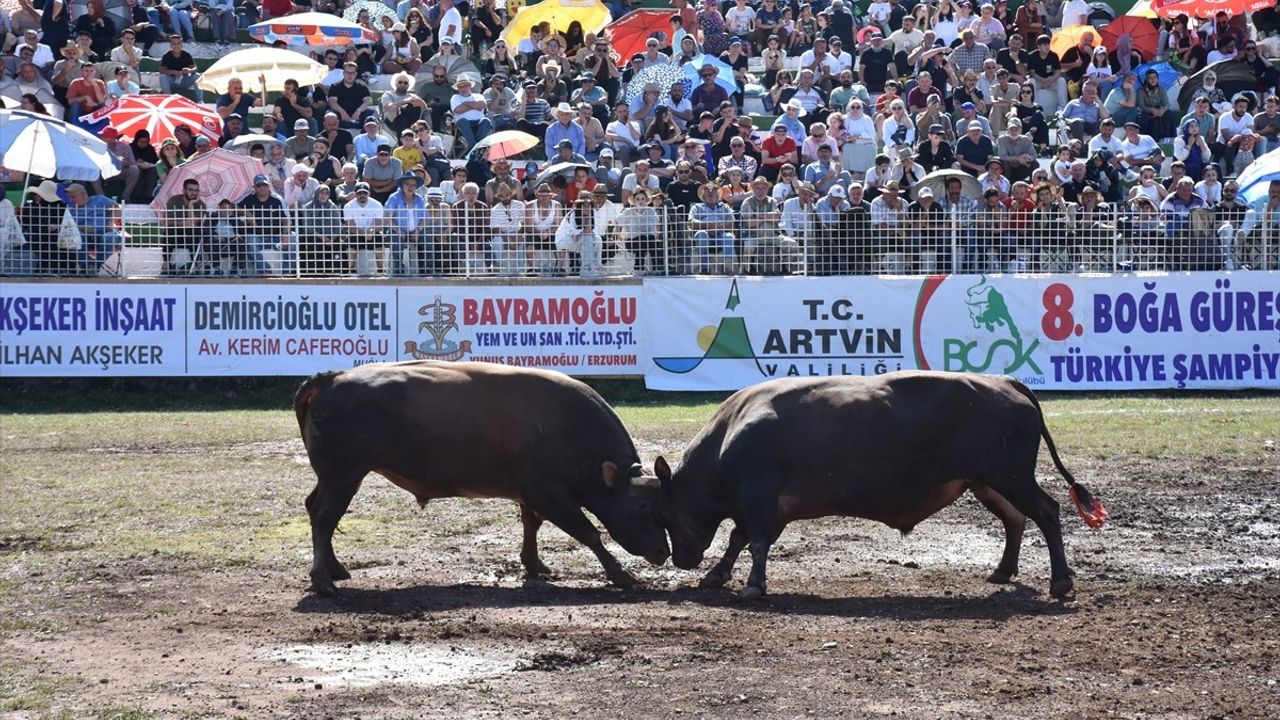 Artvin'de 8. Kafkasör Boğa Güreşleri Türkiye Şampiyonası heyecanı