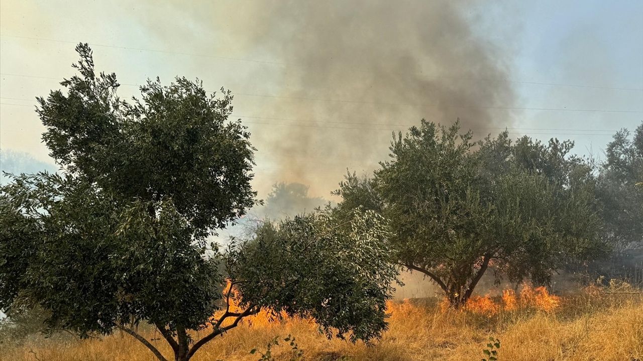 Aydın'da Zeytinlik ve Ormanlık Alandaki Yangına Müdahale Devam Ediyor