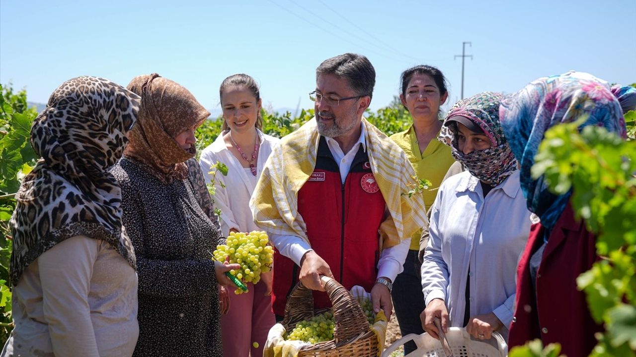 Bakan Yumaklı, Manisa'da Üzüm Hasadına Katıldı