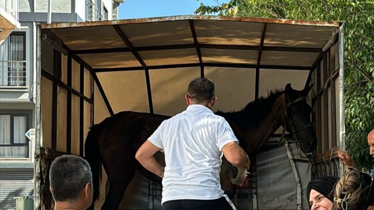 Bursa'da Yaralı At Kurtarıldı