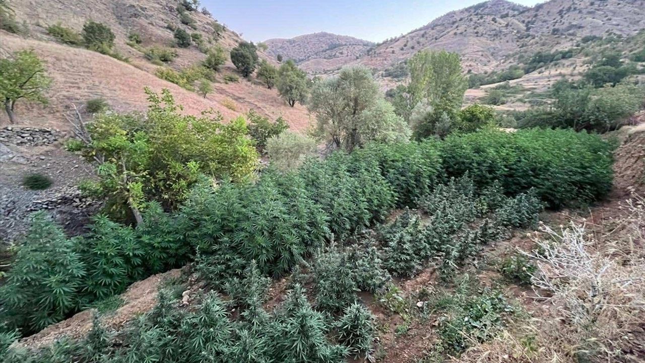 Diyarbakır'da Büyük Uyuşturucu Operasyonu: 1.6 Milyon Kök Hint Keneviri Ele Geçirildi