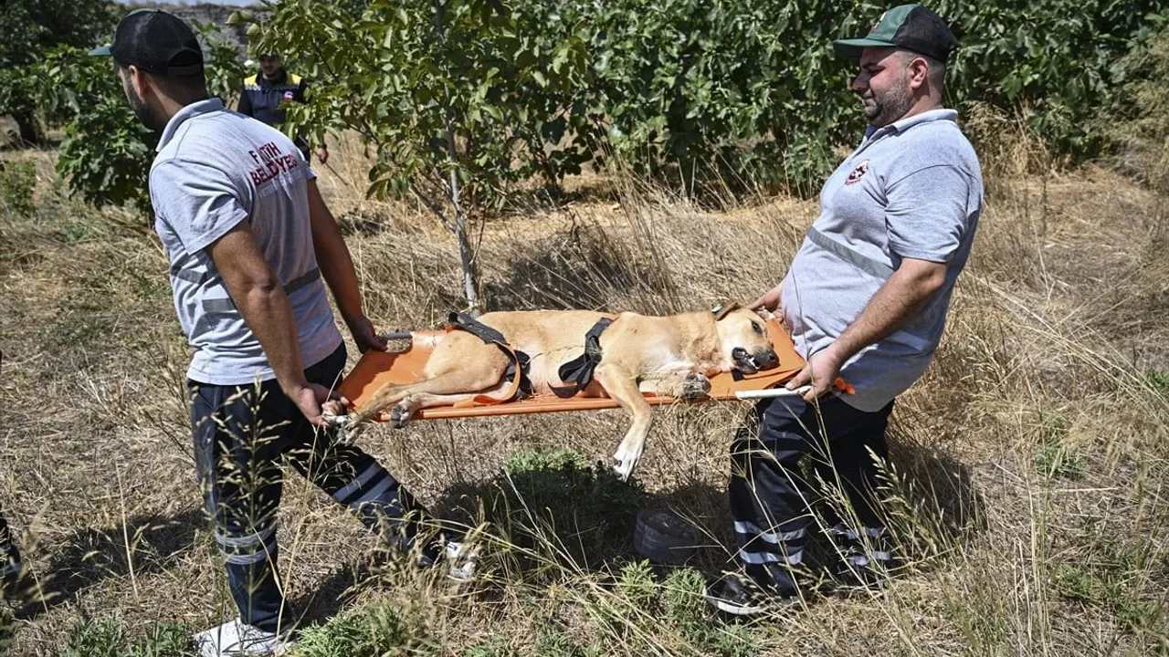 Fatih'te Sahipsiz Köpeklerle İlgili Önemli Adımlar Atılıyor