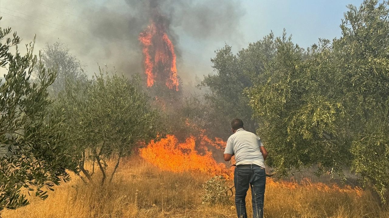 Germencik'te Zeytinlik ve Ormanlık Alanda Yangın Çıktı