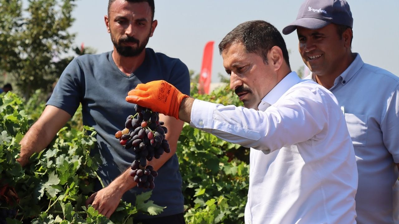 Hatay'da Üzüm Hasadı Başladı