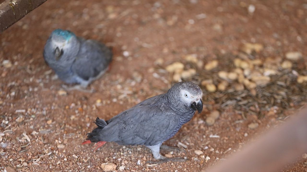 İstanbul Havalimanı'nda Ele Geçirilen Papağanlar Gaziantep'e Ulaştırıldı