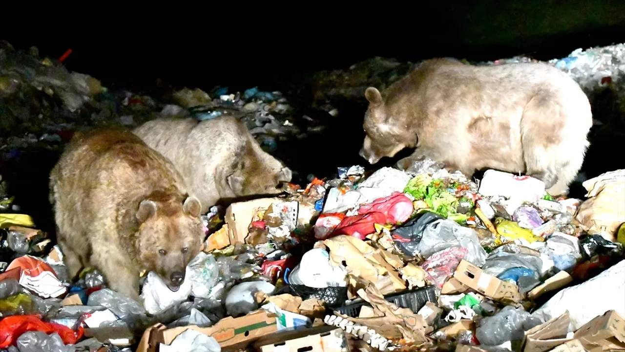 Kars'ta Bozayılar Şehir Çöplüğünde Görüntülendi