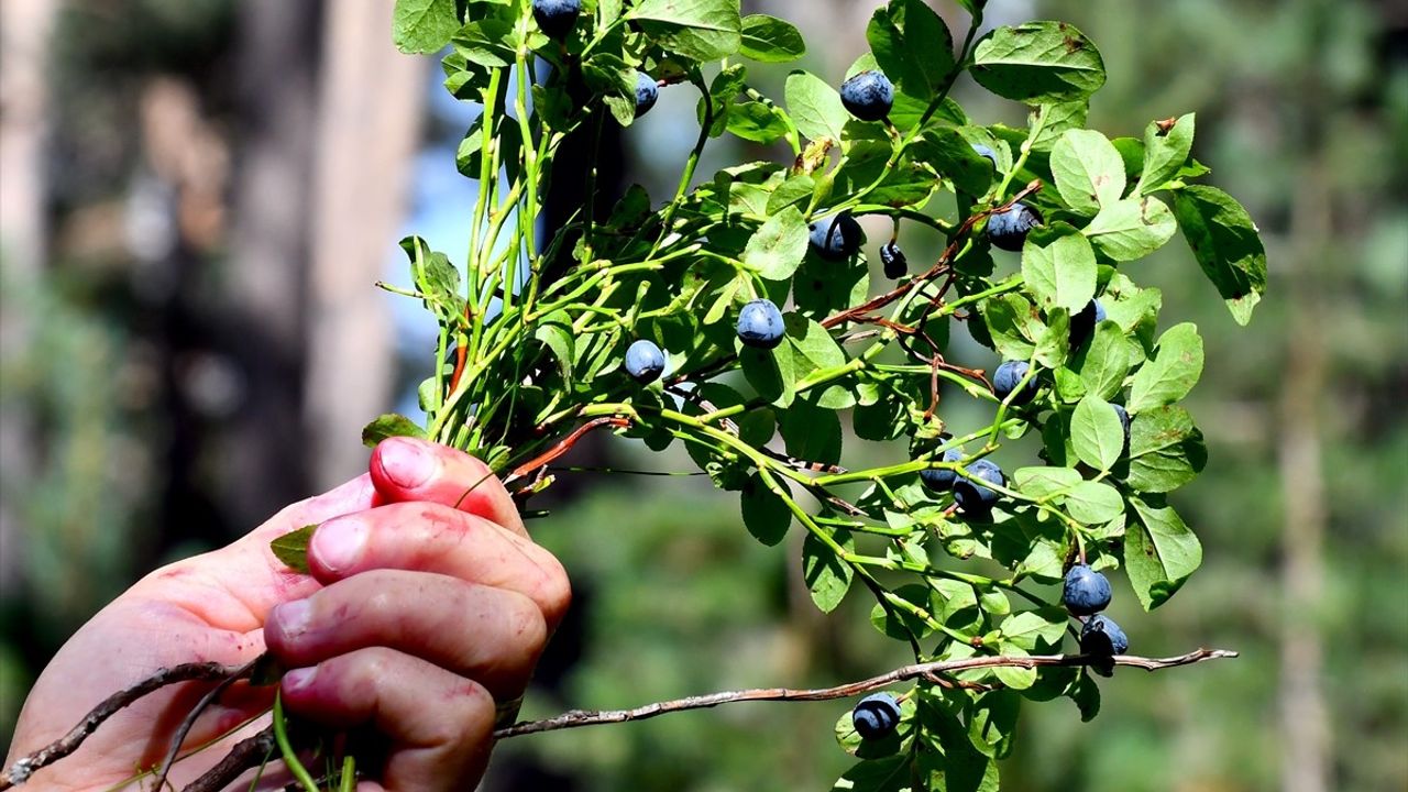 Kars'ta Yaban Mersini Hasadı Zamanı