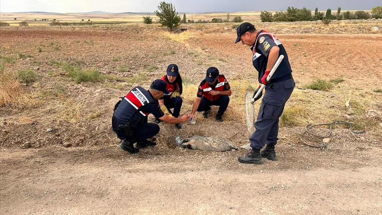 Kırıkkale'de Yaralı Bal Porsuğu Kurtarıldı ve Tedaviye Alındı