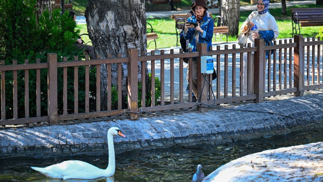 Kuğulu Park’ta Kuğular Arasındaki Kavga Tel Örgü ile Engellendi