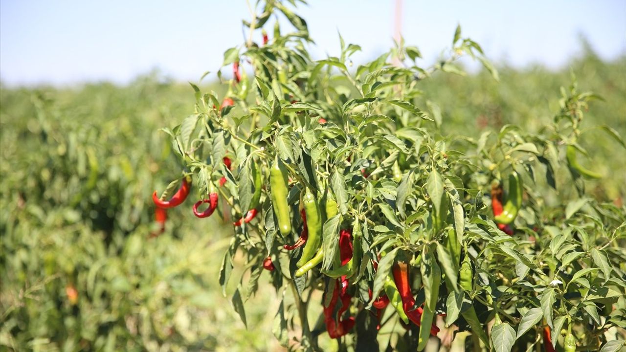 Maraş Biberinin Hasadı Başladı