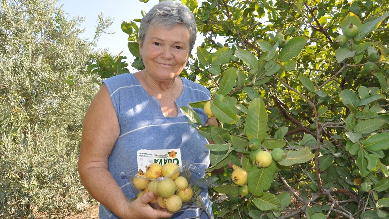 Mersin'de Guava Meyvesi Hasadı Başladı