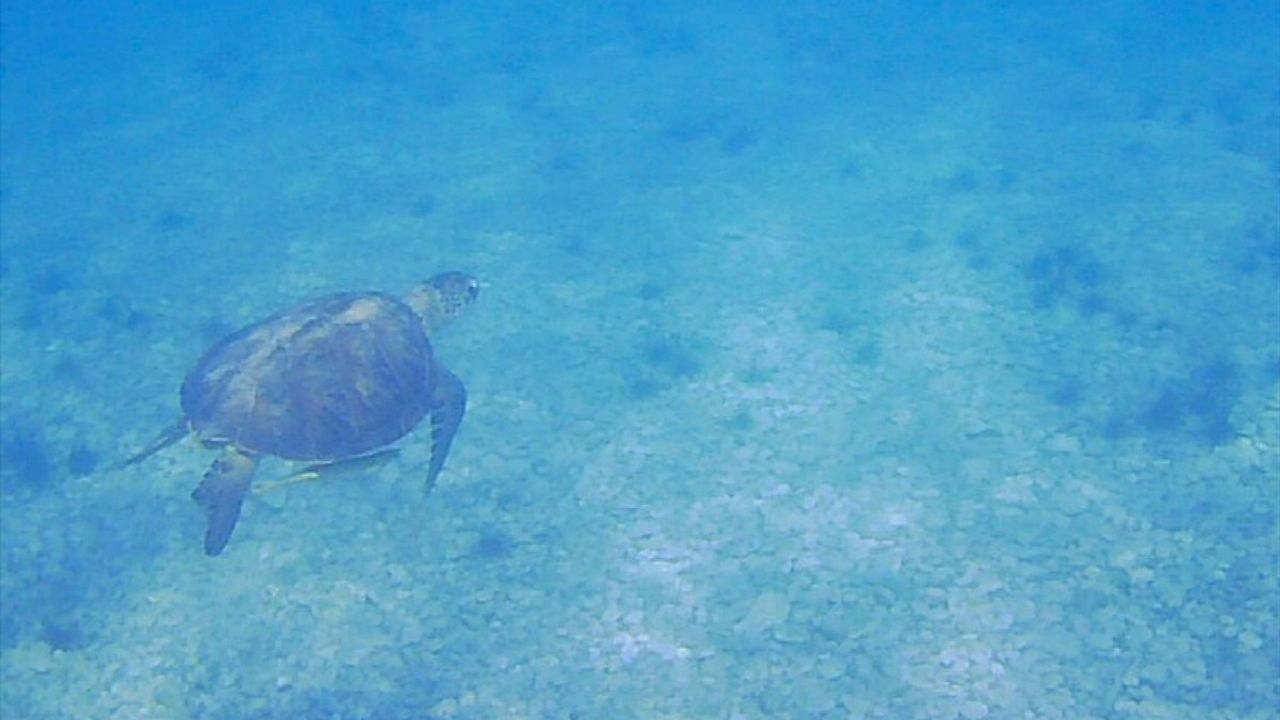 Muğla'da Deniz Kaplumbağalarının Beslenme Anları Görüntülendi