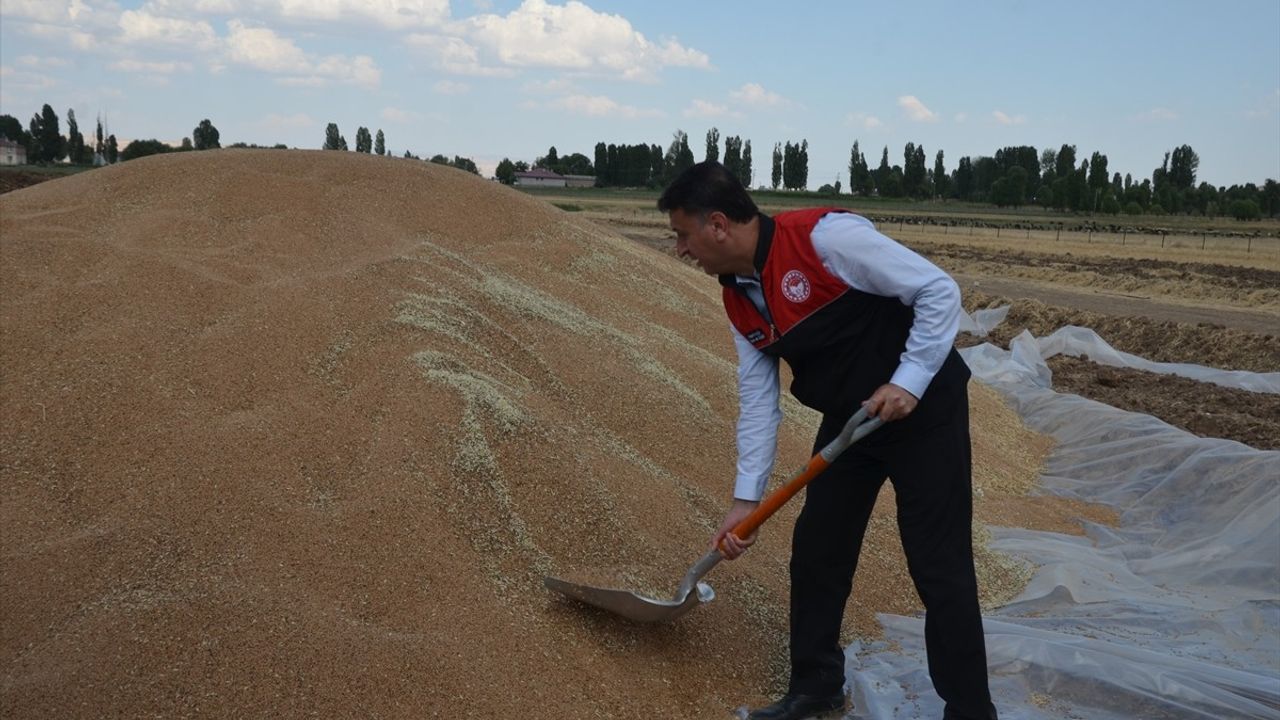 Muş'ta Yüksek Buğday ve Arpa Rekoltesi Çiftçileri Sevindiriyor