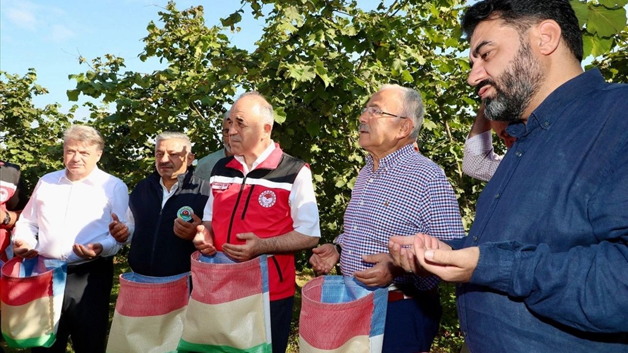 Ordu'da Fındık Hasadı Resmen Başladı