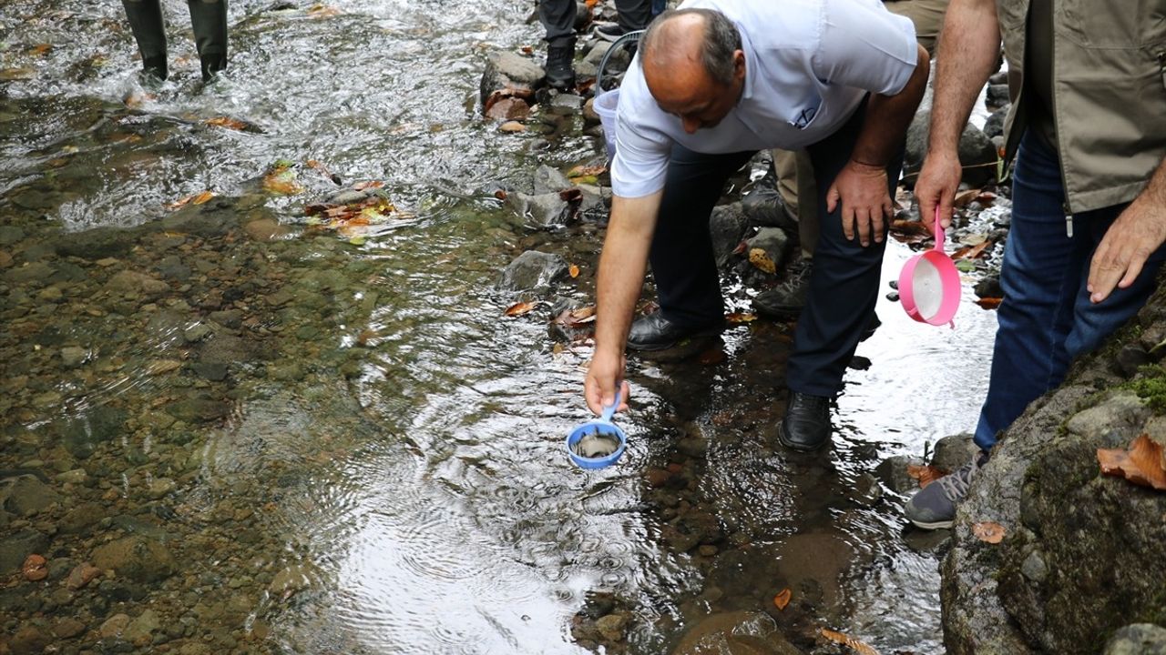 Samsun'da 5 Bin Kırmızı Benekli Alabalık Yavrusu Dereye Bırakıldı