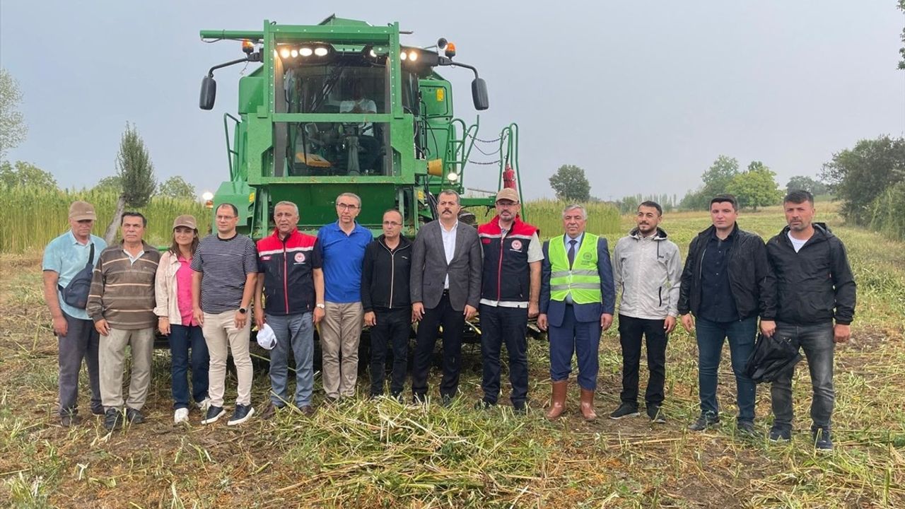 Samsun'da Kenevir Hasadı Başladı