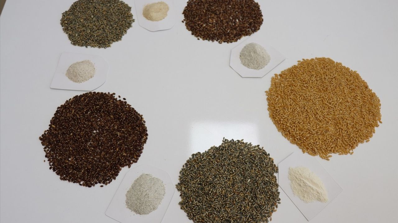 Şanlıurfa'da Yenilik: Mor, Mavi ve Siyah Buğday Çeşitleri Geliştirildi