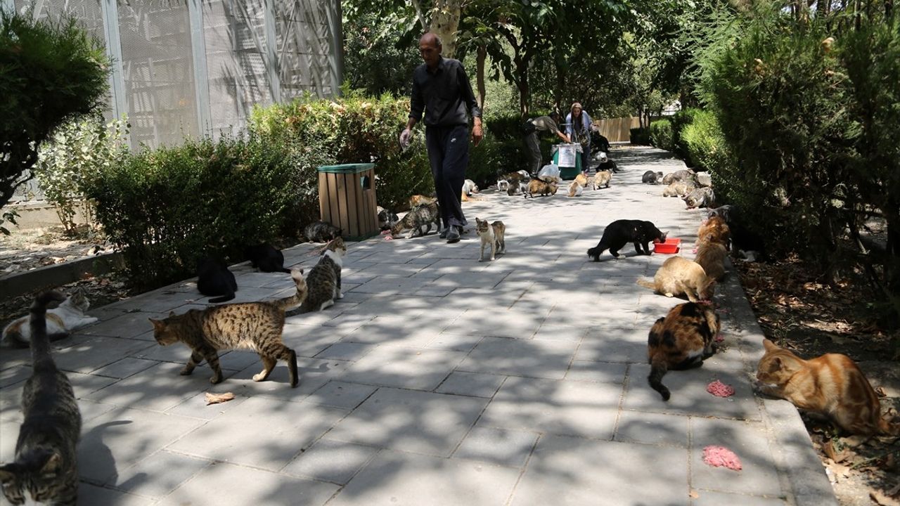 Tahran'ın Kedili Parkı: Lale Parkı