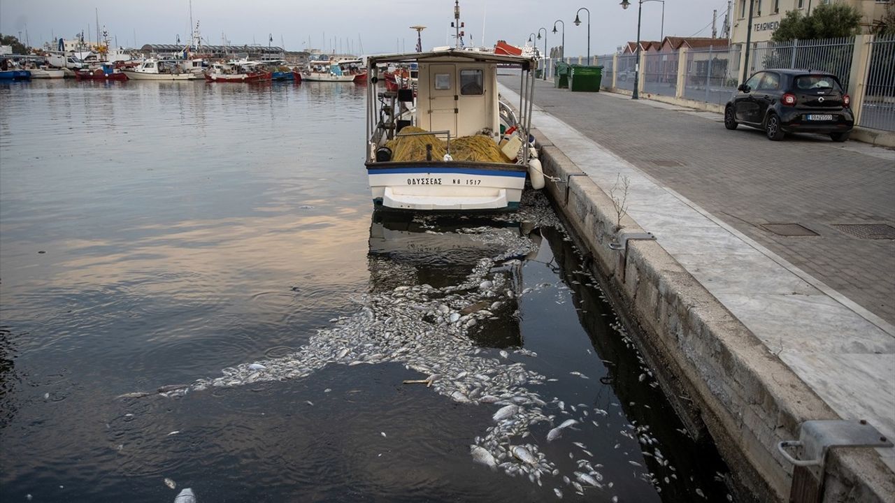 Volos'ta Binlerce Ölü Balık Sorunu: Turizm ve Ticaret Etkilendi