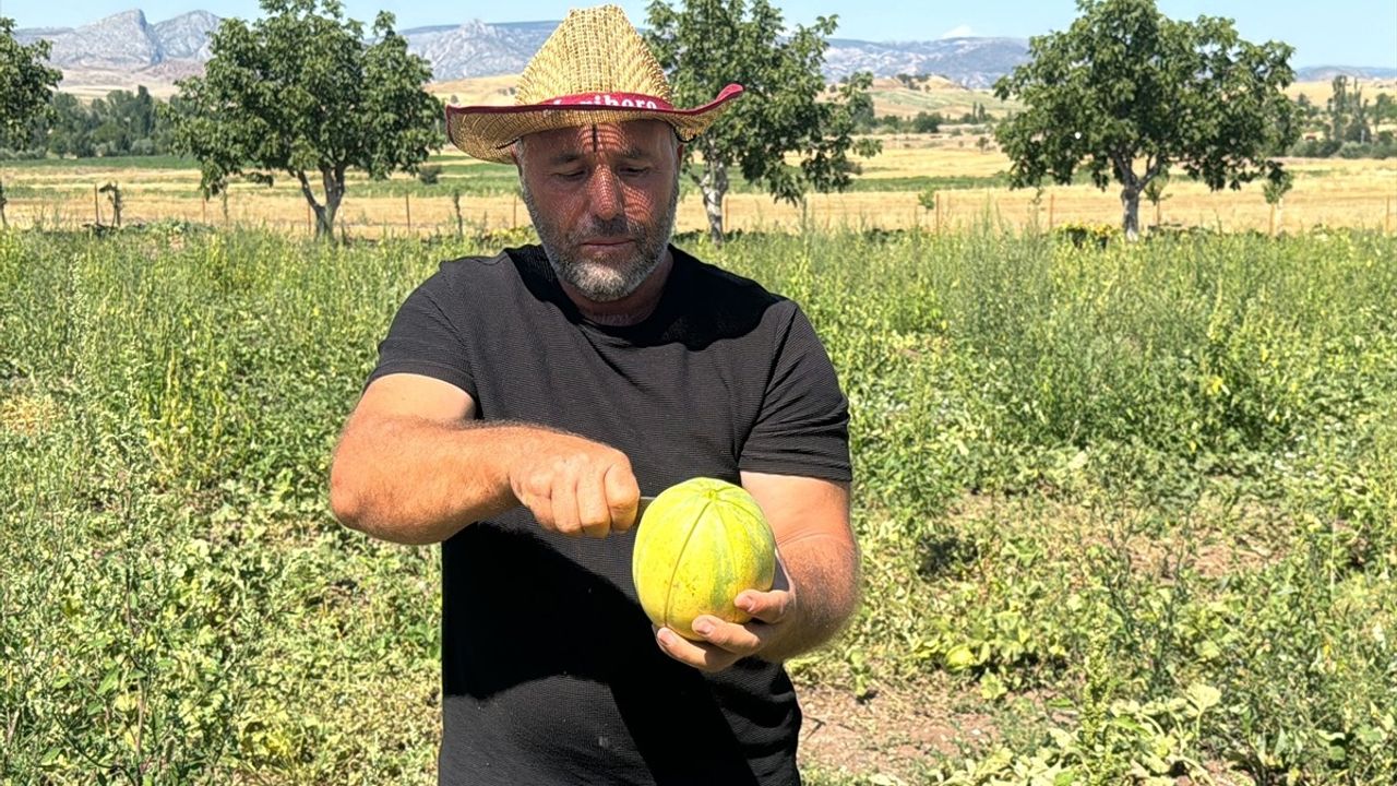 Yozgat'ta Bağrıbütün Kavunu Hasadı Devam Ediyor