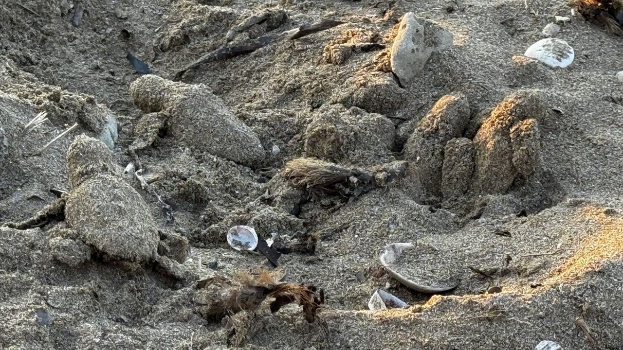 Antalya'da Caretta Caretta Yavrularının Denize Dönüşü Görüntülendi