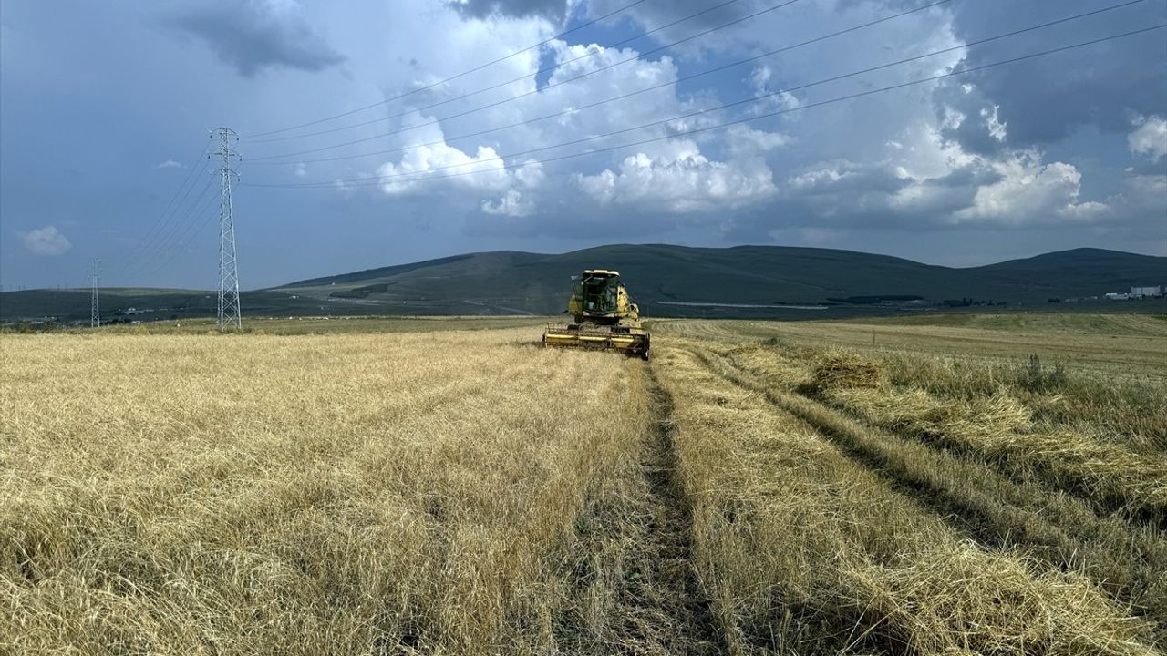 Ardahan'da Kavılca Buğdayı Hasadı Başladı