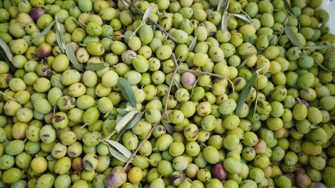 Ayvalık'ta Zeytin Hasadı Sezonu Başladı