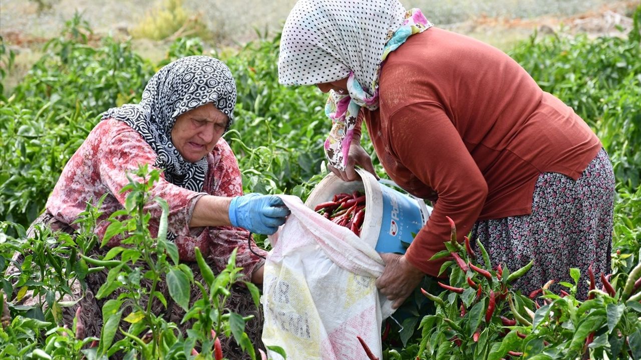 Bilecik'te Çukurören Biberi Kurutma Sezonu Başladı